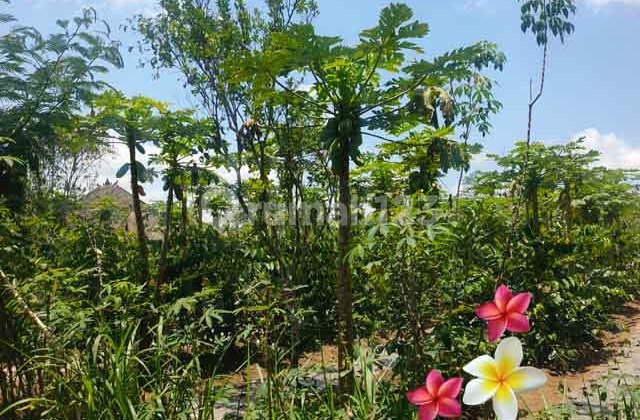 JTU 1249, Tanah Di Tegallalang Luas 10 Are Cocok Akomodasi Wisata