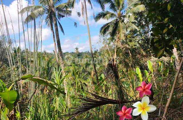 Jtu 1197, Tanah Luas 100 Are Cocok Resort di Tegallalang Bali 2