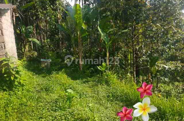 Jtu 1238, 17 Are Land with Rice Field View Near Elephant Tourism in Bali 2