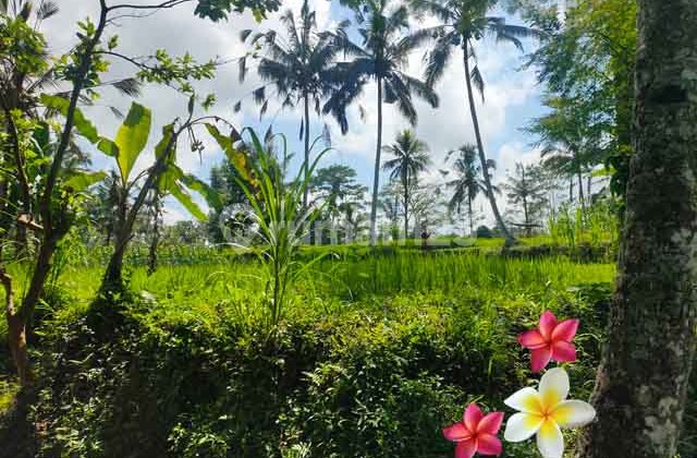 JTU 1248, Tanah Di Tegallalang Luas 14 Are Lahan Kosong