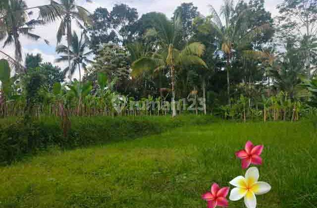 Jtu 1230, Land in Payangan Bali Area 38 Are Suitable for Investment 1