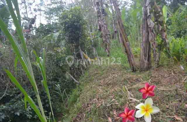 Jtu 1041, Tanah View Pegunungan Luas 40 Are di Tegallalang Bali 2