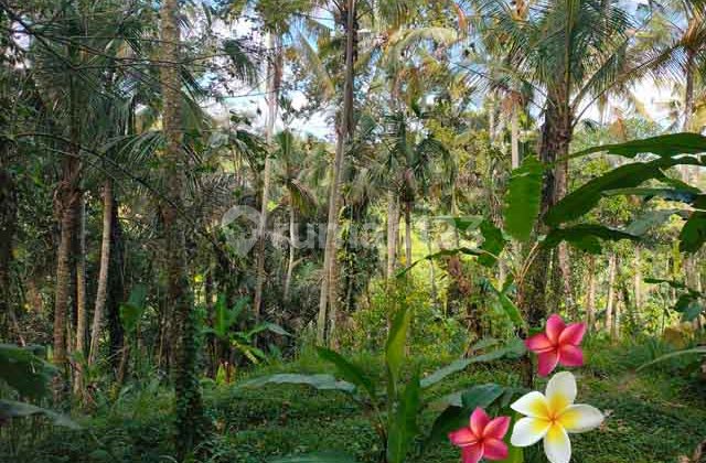 Tanah, di Tegallalang Luas 100 Are (Jtu 1197) Cocok Resort