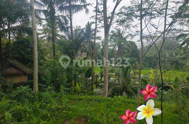 Tanah, di Tampaksiring Luas 17 Are (Jtu 1169) Cocok Investasi