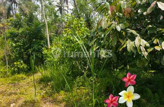 Jtu 1222, Tanah Di Tampaksiring Luas 100 Are Cocok Investasi