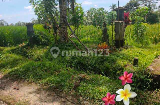 Tanah di Payangan-Bali Luas 15 Are View Sawah (Jtu 1142)