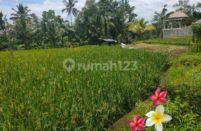 jtu 1142, tanah di payangan-bali luas 1500m2 di lingkungan villa jtu 1142, tanah di payangan-bali luas 1500m2 di lingkungan villa