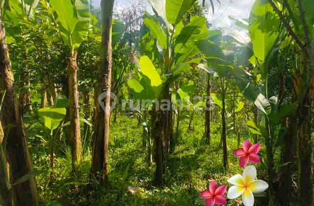 JTU 1240, Tanah Di Tegallalang Luas 28 Are Cocok Villa Komersil