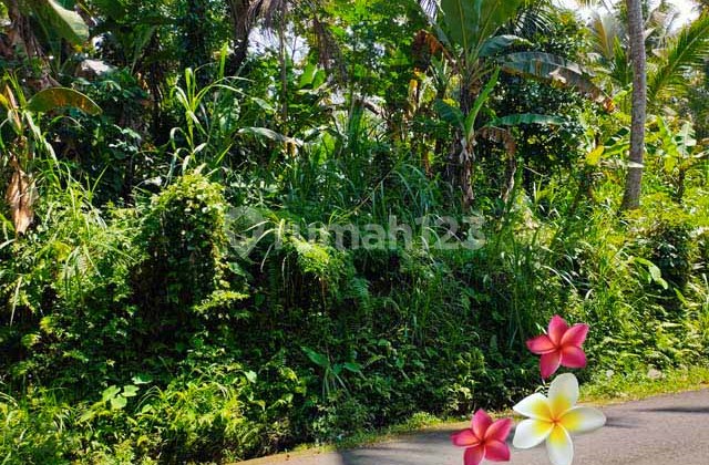 jtu 1126, tanah di payangan-bali luas 3100m2 cocok villa