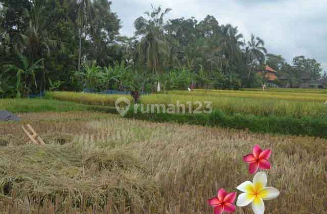 Jtu 986, Tanah di Payangan View Full Sawah Seluas 10 Are 2