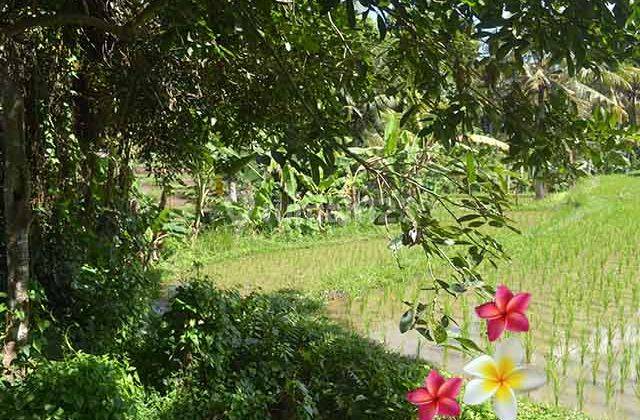 Jtu 945, Land in Ubud Area 15 Are Suitable for Private Villa 2