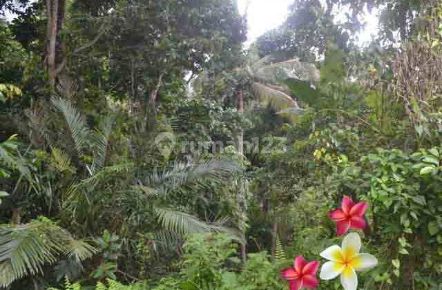 Jtu 1029, Tanah Luas 16 Are View Tebing di Payangan Bali 2