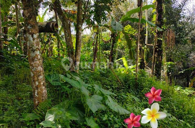 jtu 1165, tanah ditegallalang-bali luas 5100m2 view tebing jtu 1165, tanah ditegallalang-bali luas 5100m2 view tebing