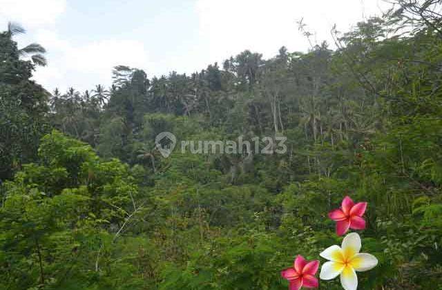 Jtu 1004, Tanah View Tebing di Tegallalang Bali Luas 40 Are 1