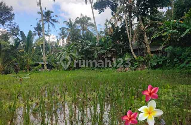 JTU 1242, Tanah Di Tegallalang Luas 29 Are Dekat Wisata Gajah