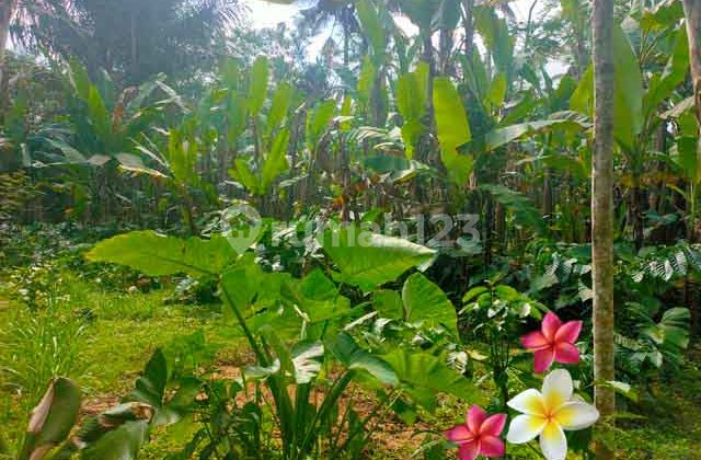 Tanah di Tegallalang-Ubud Luas 100 Are Cocok Villa (Jtu 1192)