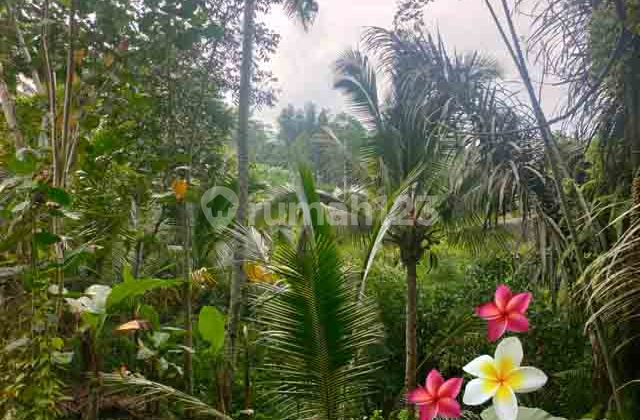 Tanah di Payangan- Bali Luas 38 Are Cocok Villa (Jtu 1230)