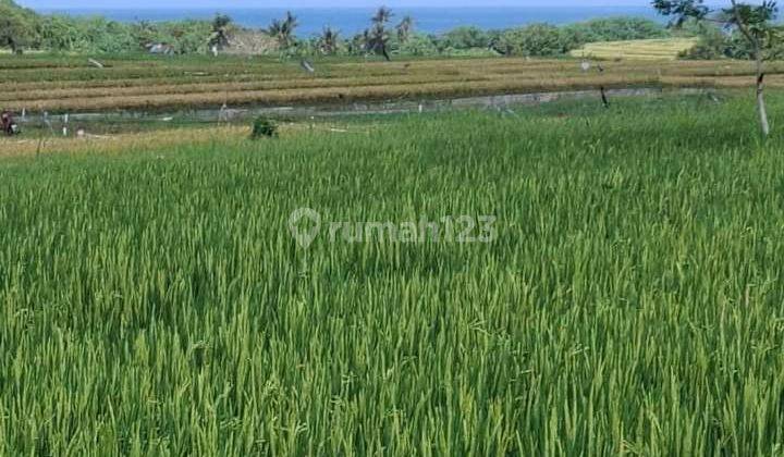 Tanah:3600 M2(36 Are) Super Langka Siap Bangun Dekat Pantai Kelating Tabanan Bali  1