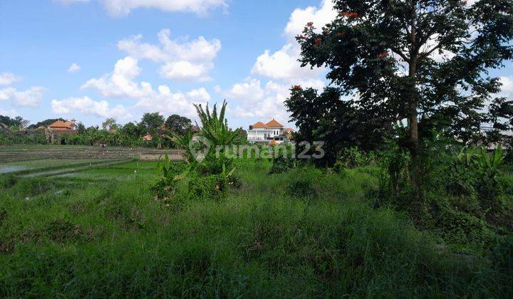 Tanah Sewa :400 M2(4 Are ) Full View Sawah Siap Bangun Di Tumbak Bayuh Pererenan Bali  2