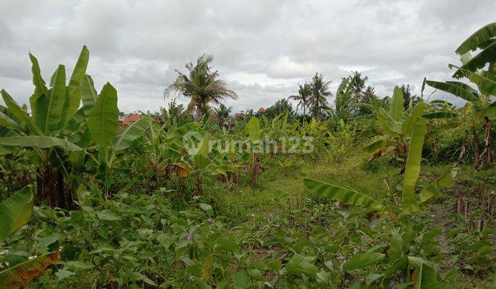 Tanah:1160 M2(11,6 are) super langka siap Bangun Di Tumbak Bayuh Pererenan Bali  2