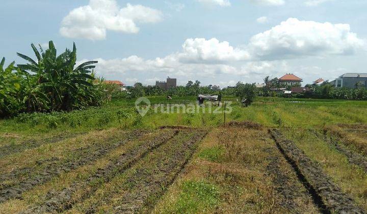 Tanah:1000 M2(10 are) super langka siap Bangun Di gunung salak Kerobokan Bali  15