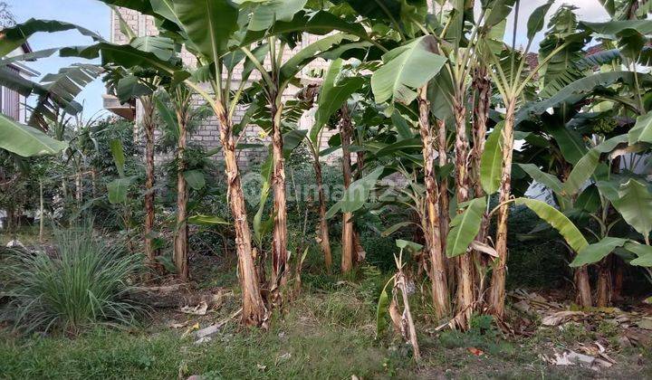Tanah:200 M2(2 are) super langka siap Bangun Di jln padonan Pegending Dalung Bali  14