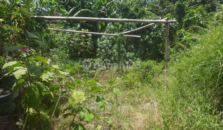 Tanah:250 M2(2,5 are) super langka siap Bangun Di kulibul kawan Desa Tibubeneng Canggu Bali  2