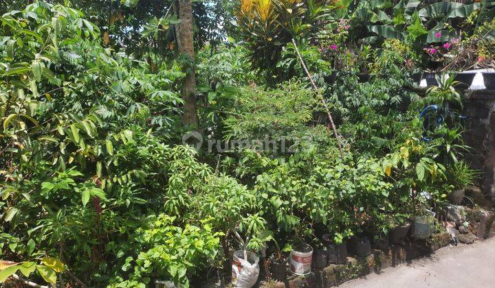 Tanah:250 M2(2,5 are) super langka siap Bangun Di kulibul kawan Desa Tibubeneng Canggu Bali  12