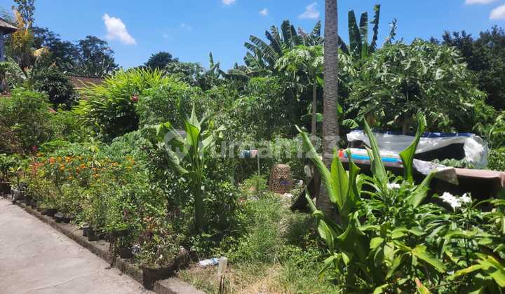 Tanah:250 M2(2,5 are) super langka siap Bangun Di kulibul kawan Desa Tibubeneng Canggu Bali  1