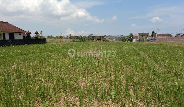 Tanah:1000 M2(10 are) super langka siap Bangun Di jln utama pantai mengening Cemagi Bali  2