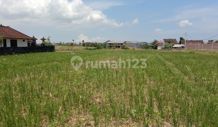 Tanah:1000 M2(10 are) super langka siap Bangun Di jln utama pantai mengening Cemagi Bali  7