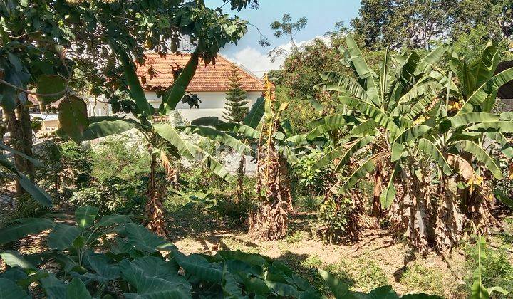 Tanah:1000 M2(10 are) super langka siap Bangun Di Batu Bolong Canggu Bali  1