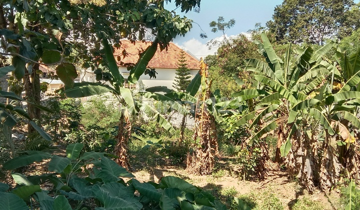 Tanah:1000 M2(10 are) super langka siap Bangun Di Batu Bolong Canggu Bali  2