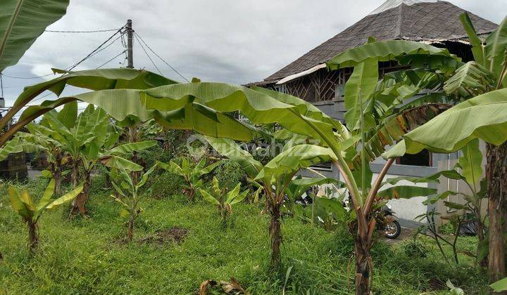 Tanah:1160 M2(11,6 are ) super langka siap Bangun Di jln utama Tumbak Bayuh Pererenan Bali  1