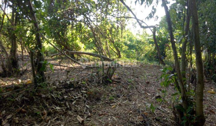 Land: 200 M2 (2 are) super rare ready to build in Pererenan Bali  2