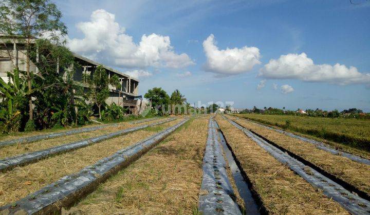 Tanah:4200 M2( 42 are ) super langka siap Bangun Di jln utama pantai lima Pererenan Badung Bali  1