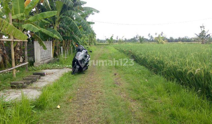 Tanah kavlingan sisa  4 SHM super langka siap Bangun Dekat pantai kelating kerambitan Tabanan Bali  2