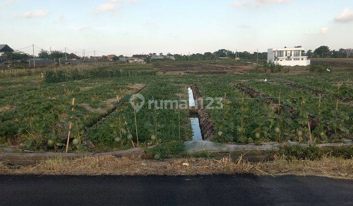 Tanah:1675 M2(16,75 are ) full view sawah super langka siap Bangun Di jln utama pantai lima Pererenan Bali  2