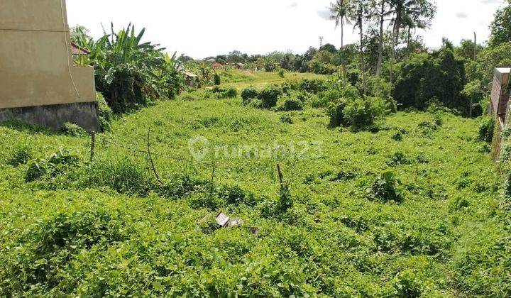 Tanah:2185 M2(21,85 Are ) Full View Sawah Super Langka Siap Bangun Di Babakan Canggu Bali  1