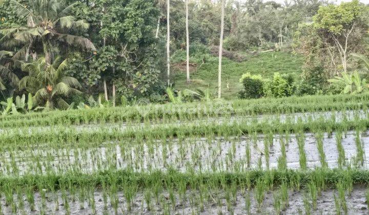 Tanah:7200 M2(72 Are ) Super Langka Siap Bangun Dekat Pantai Lalanglinggah Tabanan Bali  2