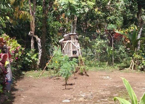 Tanah kebun Berisi air terjun dan bersih berisi pohon Durian ,kopi & kelapa Di antosari selemadeg Tabanan Bali  1