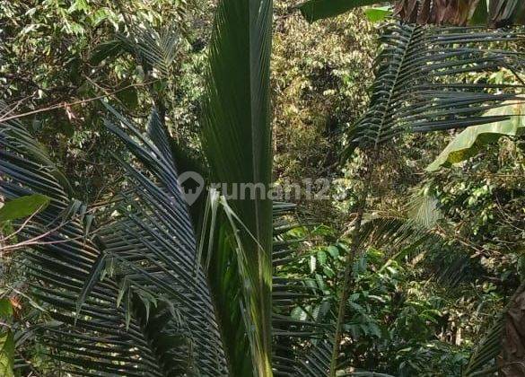 Tanah kebun Berisi air terjun dan bersih berisi pohon Durian ,kopi & kelapa Di antosari selemadeg Tabanan Bali  2