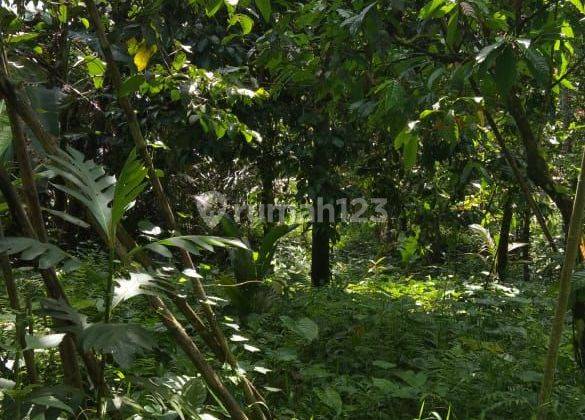 Garden land containing a waterfall and clean with Durian, coffee & coconut trees in Antosari Selemadeg Tabanan Bali  2