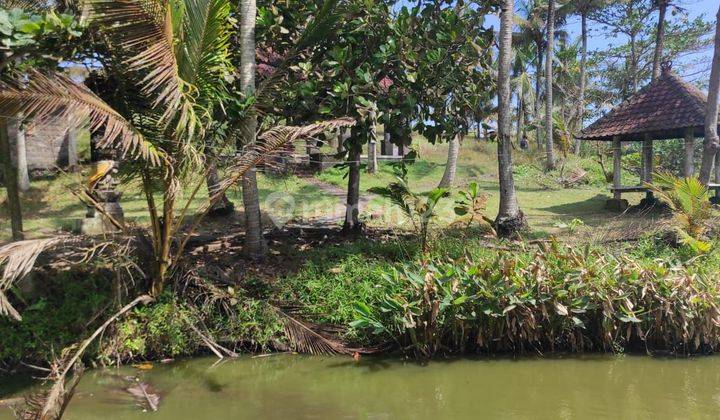 Tanah :4700 M2(47 Are ) Los Tebing & Pantai Siap Bangun Di Samping Resort Gajah Mina Balian Beach Tabanan Bali  2