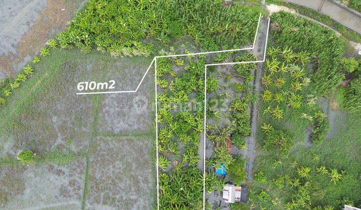 Tanah :610 M2( 6,1 Are ) Super Langka Siap Bangun Zona Kuning Di Jln Yudistra Seminyak Badung Bali  1