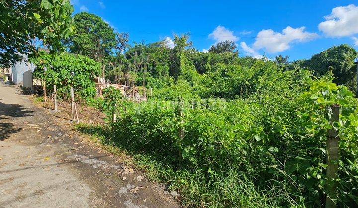 Tanah :371 M2(3,71 Are ) View Sawah & Tegalan Super Langka Siap Bangun Di Babakan Canggu Bali  2