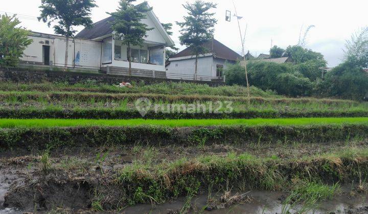 Tanah:400 M2(4 Are) Super Langka Siap Bangun Di Jln Tumbak Bayuh Pererenan Bali  1