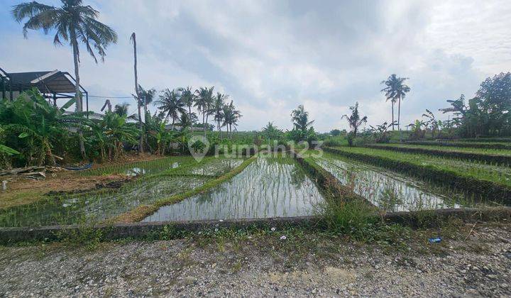 Tanah:1000 M2(10 Are ) Super Langka Siap Bangun Di Pantai Nyanyi Tanah Lot Tabanan Bali  2