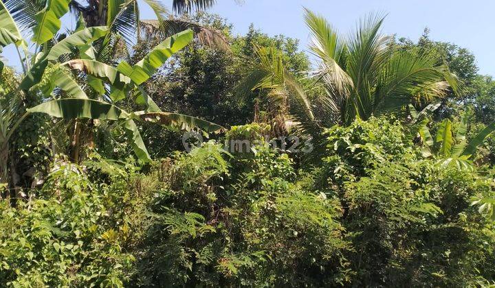 Super Rare Sea View Garden Land Ready to Harvest Results or Investment in Rambut Siwi Jembrana (Bali Country) 2