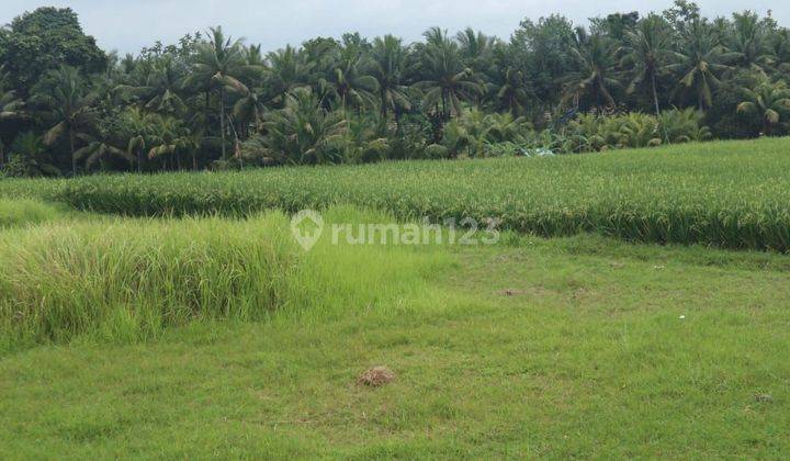 Tanah:600 M2(6 Are ) Super Langka Siap Bangun Dekat Pantai Tanah Lot Tabanan Bali 2